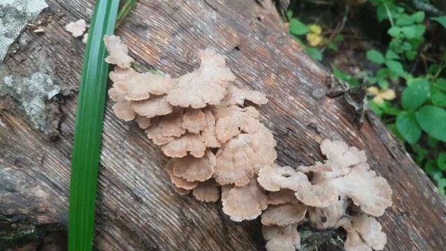 Особенности распознавания лечебного гриба Щелелистник Schizophyllum Commune.