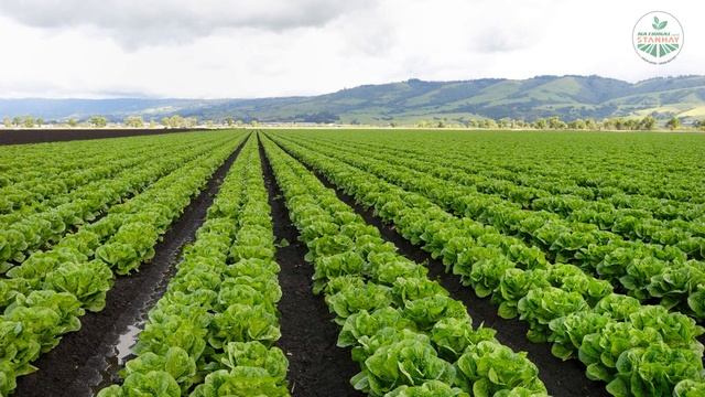 सब्जियों के बीज आसानी से बोयें | कम समय और जायदा मुनाफा | Stanhay India смотреть онлайн