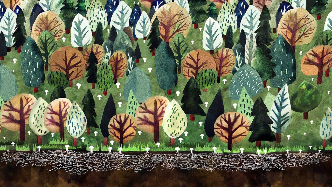 Окружающий мир. Грибы смотреть онлайн