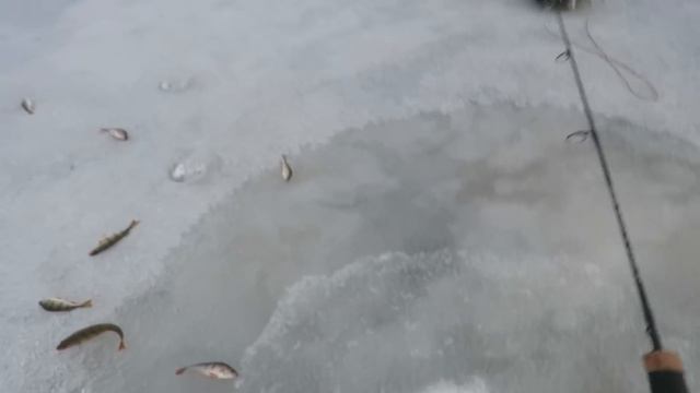 Ловля окуня на блитку. Чудское озеро. Видеоотчет. смотреть онлайн