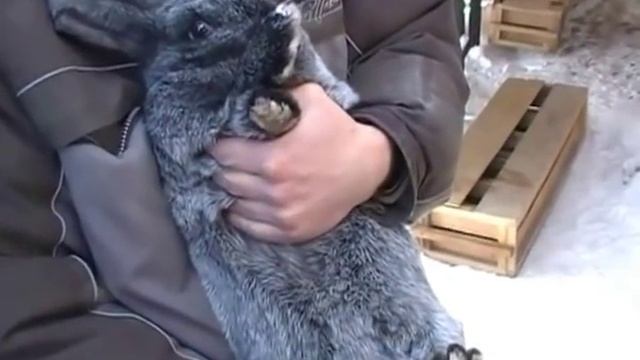 Спаривание кроликов (Mating rabbits) смотреть онлайн