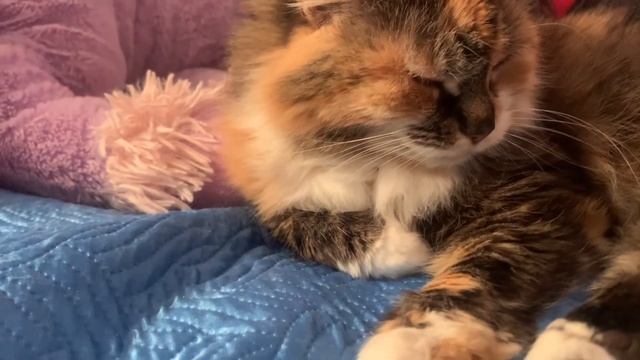 Щенок Ася упала с лестницы кто же это сделал Муся? смотреть онлайн