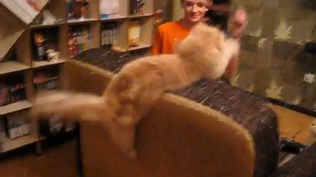 Two cats. Scottish fold and highland fold. Скоттиш фолд и хайленд фолд смотреть онлайн