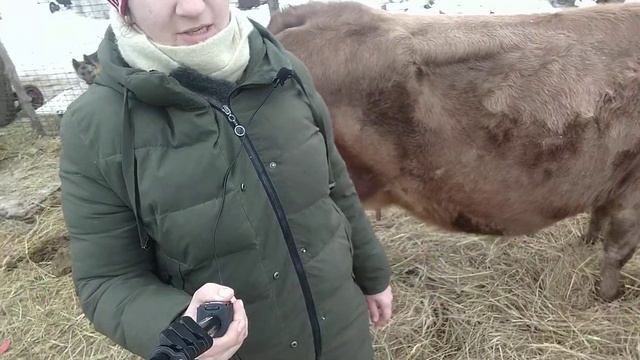 Наше хозяйство Коров КРС Джерси Швиц Голштин Красно Горбатовская смотреть онлайн
