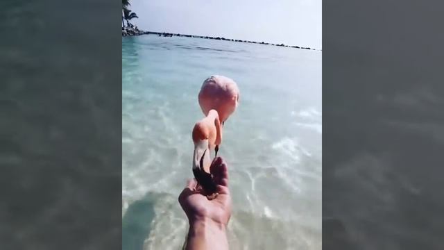 Остров розовых фламинго Тунис смотреть онлайн