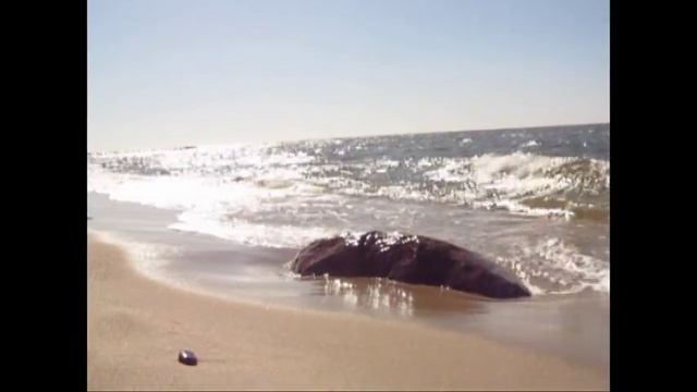 Балтийское морев районе п. Донское Калининградской области смотреть онлайн