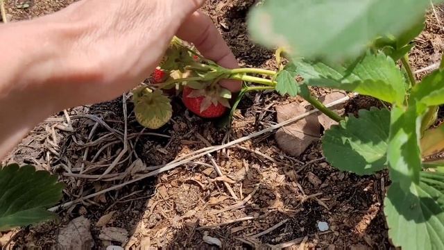 Новиночка? Мармолада Онебор смотреть онлайн