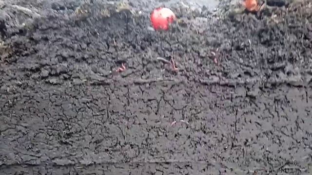 разведение червей на улице калифорнийские черви в зиму смотреть онлайн