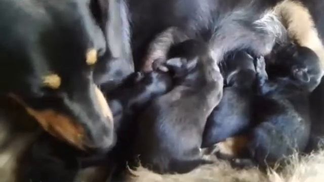 Щенки таксы смотреть онлайн
