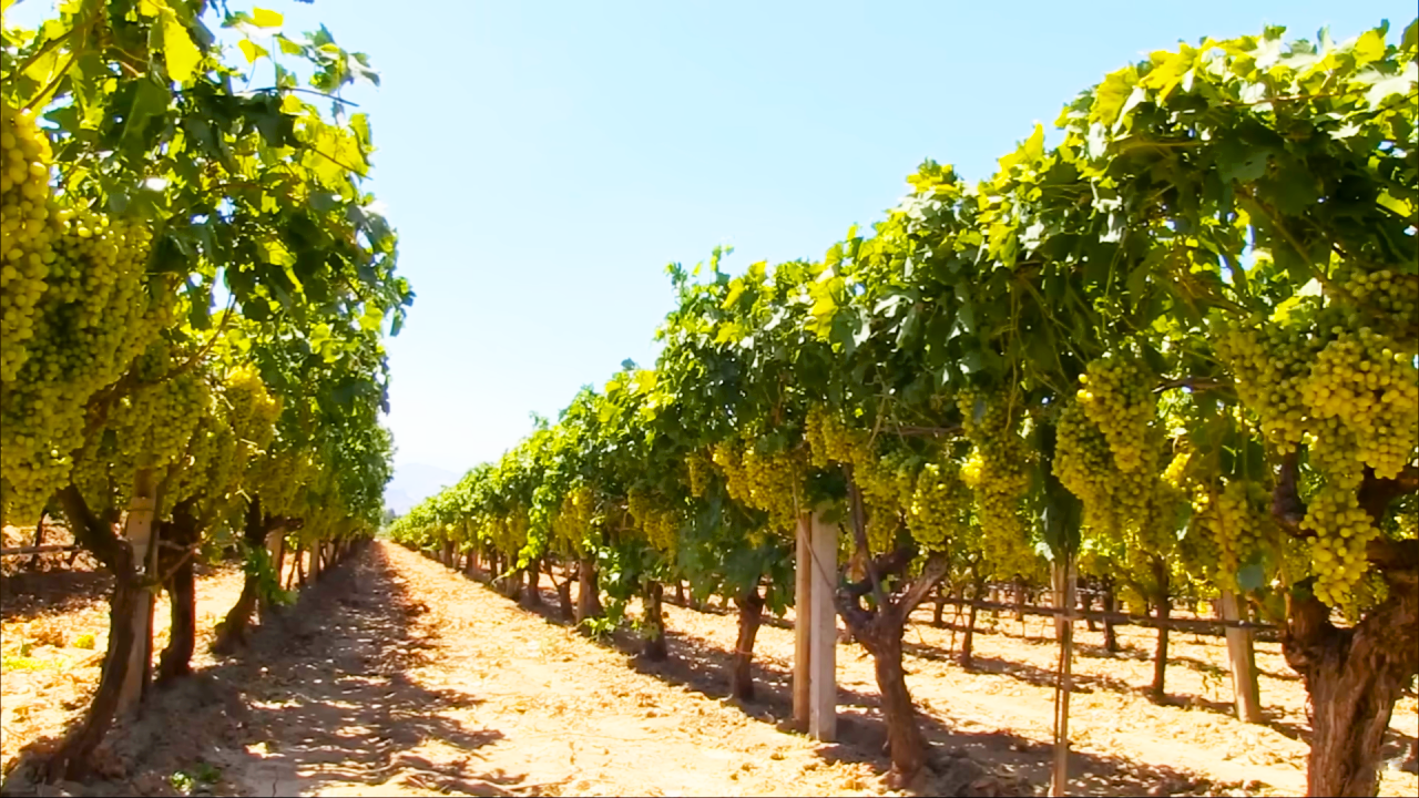 Процесс изготовления СУХОФРУКТОВ из инжира, винограда и фиников смотреть онлайн