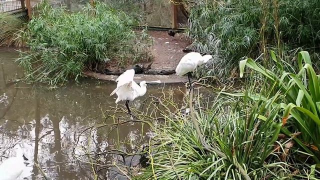 Melbourne Zoo – Melbourne Day Trips. смотреть онлайн