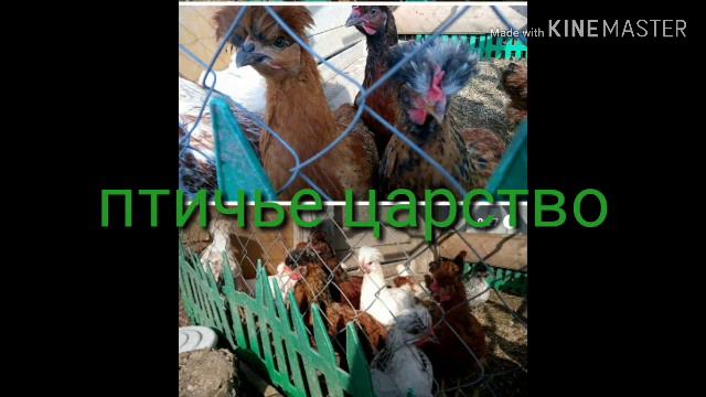 Куры Необыкновенные смотреть онлайн