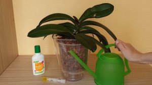 Первый полив орхидеи после пересадки || Когда орхидею полить после пересадки