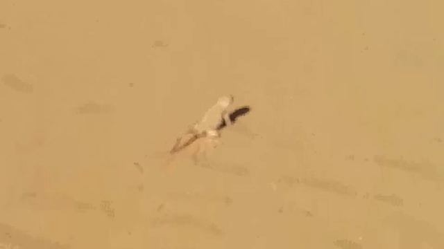 Пустынная ящерица круглоголовка вертихвостка. Астраханская область. Барханы. 04.06.2019 смотреть онлайн