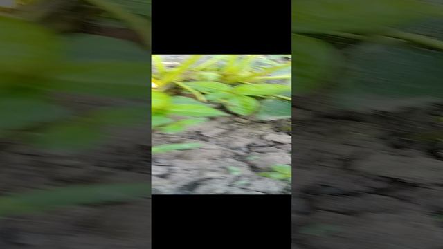 1000032437.mp4 смотреть онлайн