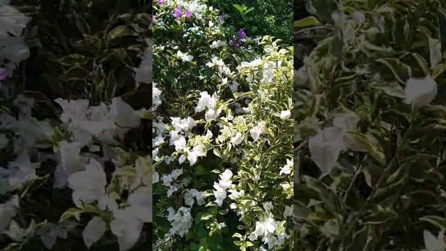 Bougainvillea multi graft 9n1. смотреть онлайн
