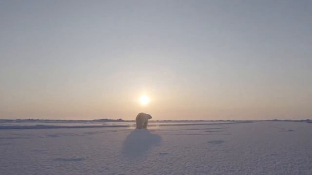 Белый медведь не поладил с дроном