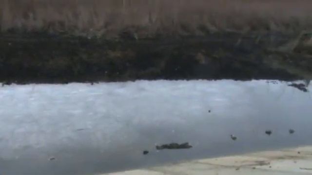 Сделали плотину на пруду . смотреть онлайн