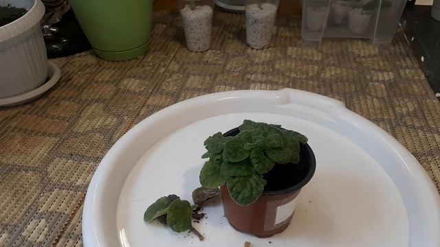 Фиалки Гибнут за сутки!!! Спасаем Пострадавших от Сосудистого Бактериоза!