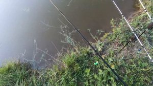 Рыбалка на фермерском пруду. Сазан на поплавочную удочку.