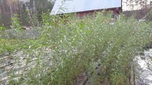 Ива Американка гигантская, посадка своих черенков.