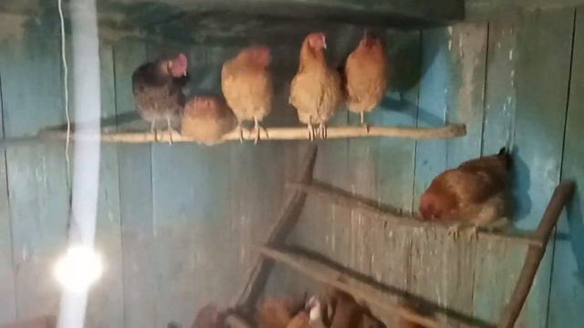 какую птицу оставила на зиму смотреть онлайн