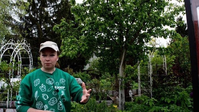 Подкормка плодовых деревьев и кустарников весной. Удобрения после цветения! смотреть онлайн