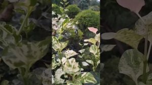 Летнее формирование куста сирени. 2ч.