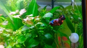 Aquarium 4K VIDEO. Жизнь петушков в общем аквариуме, Рыбка петушок, совместимость с другими рыбками