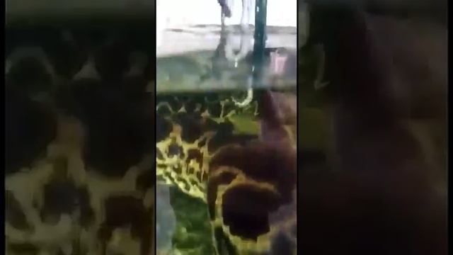 Роды парагвайской анаконды во Владивостоке смотреть онлайн