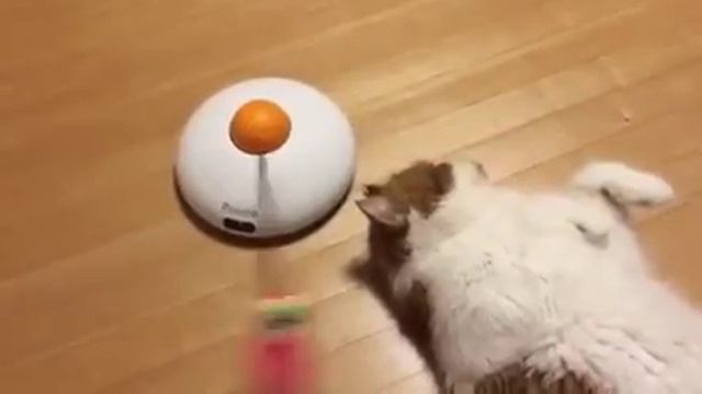 Котик грустит смотреть онлайн