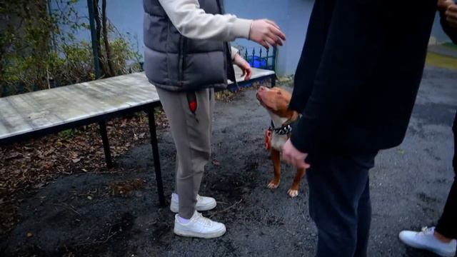KÖPEĞİMİ 80 BİN TL'YE ALMAK İSTEDİ! (BOYKA'YI SATTIM MI??) смотреть онлайн