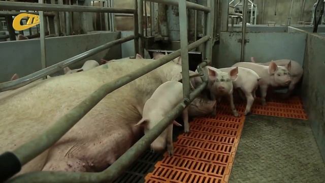 В ЖЕЛЕЗНОГОРСКОМ РАЙОНЕ ЗАФИКСИРОВАН ВТОРОЙ СЛУЧАЙ АЧС смотреть онлайн