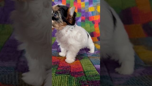 Бивер Девочка Стандарт Яркая! Красивая! Продажа! #puppy #биверйорк #biewer #biewerterrier смотреть онлайн
