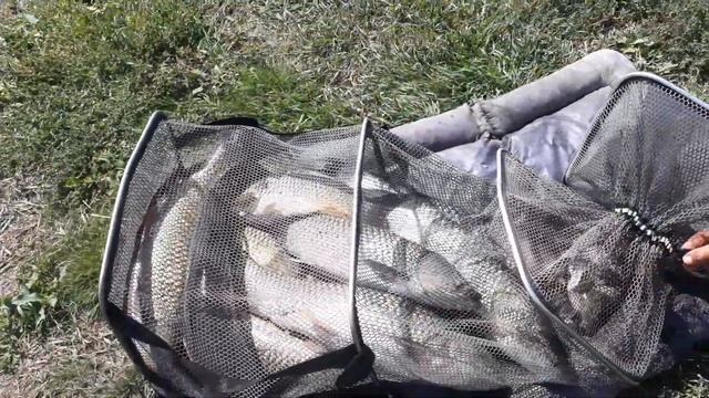 пруд Черноморец 25.08.19г. Улов рыбака смотреть онлайн