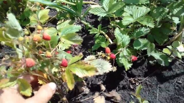 Очень вкусная ремонтантная земляника. 6 июля 2017г. смотреть онлайн