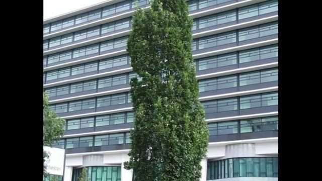 Quercus robur 'Fastigiata' смотреть онлайн