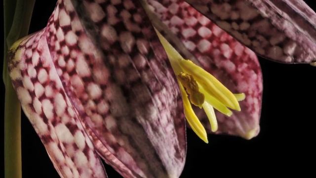 Fritillary flower time lapse Fritillaria meleagris смотреть онлайн