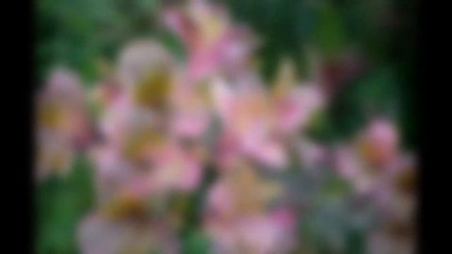 АЛЬСТРЕМЕРИЯ /ALSTROEMERIA( растения/plants)( HD slide show)! смотреть онлайн