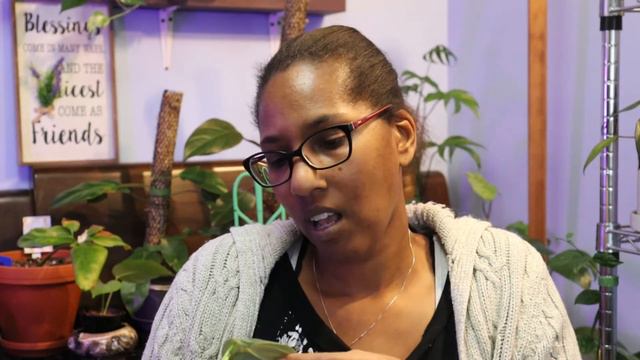 Houseplant Unboxing I North Shore Tropicals I Philodendrons смотреть онлайн