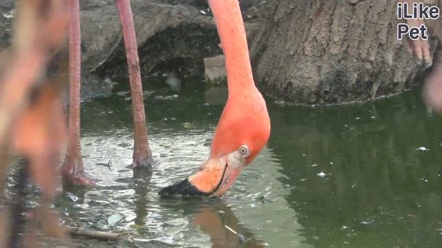 5 необычных фактов о фламинго смотреть онлайн