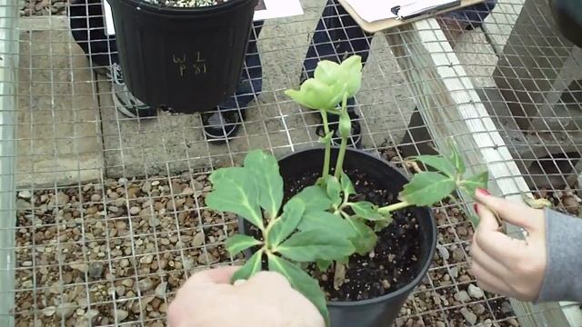 Helleborus Orientalis 东方铁筷子