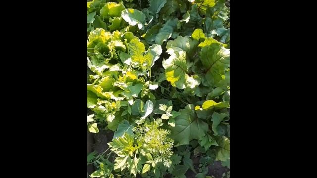 Моя аллелопатия на грядках! Букетная посадка зелени! #рассада_зелени #cabbage смотреть онлайн