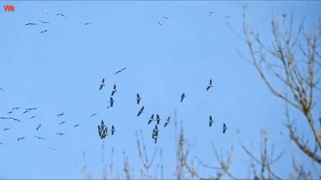 Сергей Грищук Улетают журавли 2 (нем. Sergey Grischuk Die Kraniche Fliegen Weg)