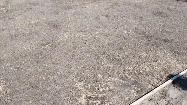 Газон через неделю, после посева. Ошибки. смотреть онлайн