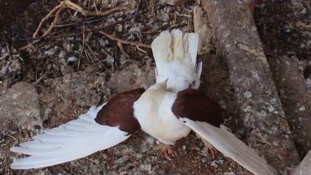 болезнь Ньюкасла у голубей Ч.4