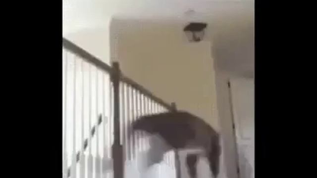 Кошки хихи смотреть онлайн