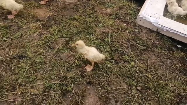 БАССЕЙН ДЛЯ ГУСЕЙ ЗА 20 МИНУТ СВОИМИ РУКАМИ смотреть онлайн