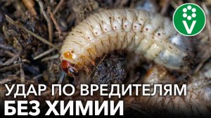 БИОЛОГИЧЕСКОЕ ОРУЖИЕ ПРОТИВ ВРЕДИТЕЛЕЙ - ХИЩНЫЙ ГРИБ МЕТАРИЗИУМ. Особенности применения, размножения