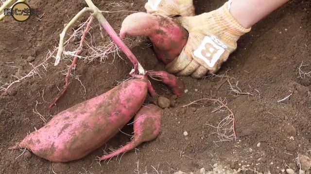 軽バン生活サブチャンネル【埼玉県の旅】